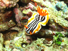 Chromodoris magnifica