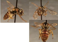 Xeralictus bicuspidariae