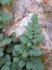 Argyrochosma jonesii