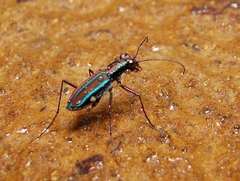 Jansenia viridicincta