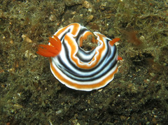 Chromodoris magnifica