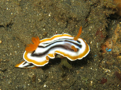 Chromodoris magnifica