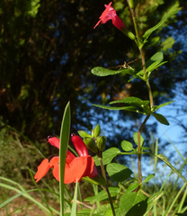 Salvia microphylla