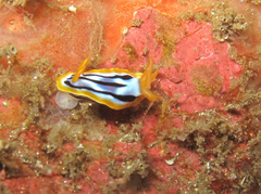 Chromodoris strigata