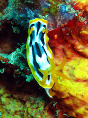 Chromodoris strigata