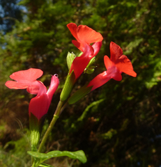 Salvia microphylla