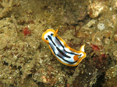 Chromodoris strigata