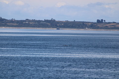 Sagmatias australis