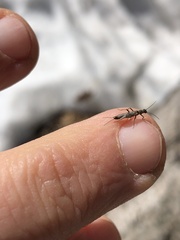 Capniidae