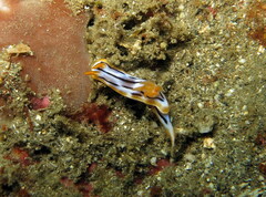 Chromodoris strigata