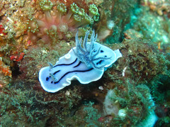 Chromodoris willani