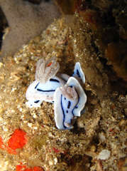 Chromodoris willani