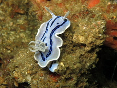 Chromodoris willani