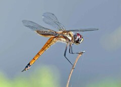 Tramea darwini