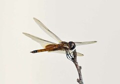 Tramea darwini