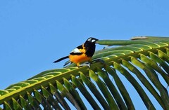 Icterus icterus