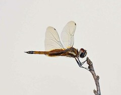 Tramea darwini