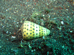 Conus eburneus
