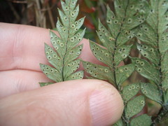 Polystichum neozelandicum neozelandicum