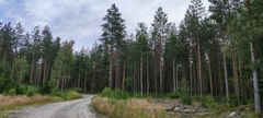 Pinus sylvestris