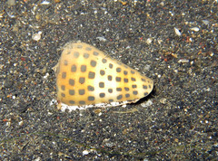 Conus eburneus