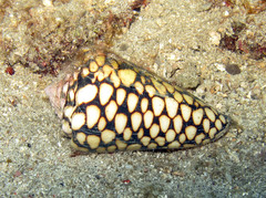 Conus marmoreus