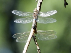 Rhionaeschna diffinis