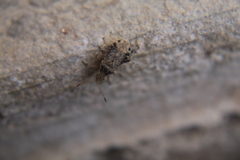 Aufeius impressicollis