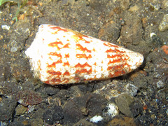 Conus araneosus nicobaricus