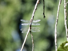 Rhionaeschna diffinis