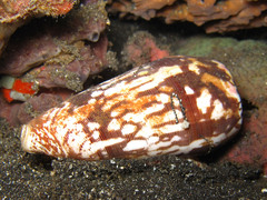 Conus striatus