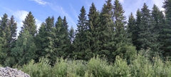 Picea × fennica