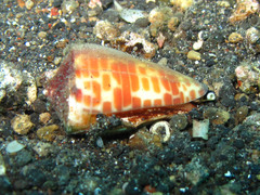 Conus tessulatus