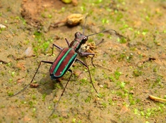 Jansenia viridicincta