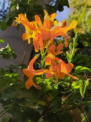 Tecomaria capensis