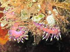 Coryphellina exoptata
