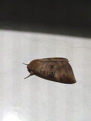Thyas coronata