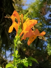 Tecomaria capensis