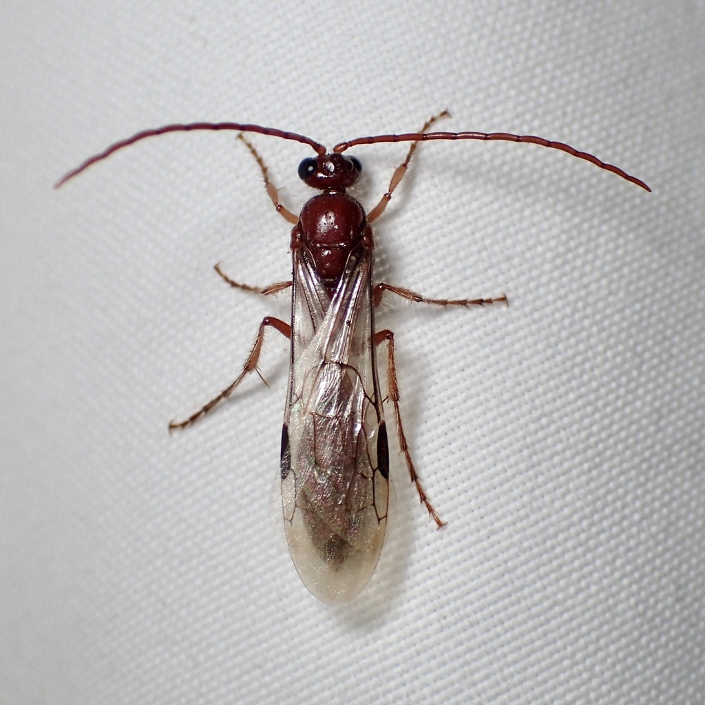 Acanthetropis noctivaga