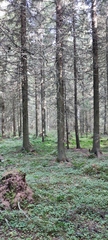 Picea × fennica