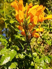 Tecomaria capensis