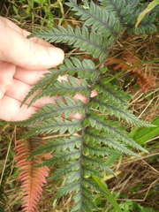 Polystichum neozelandicum neozelandicum