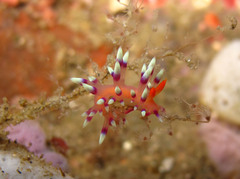 Coryphellina exoptata