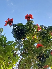 Spathodea campanulata