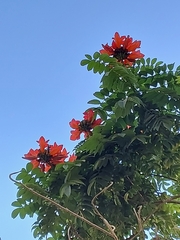 Spathodea campanulata