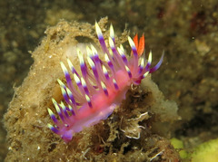 Coryphellina exoptata