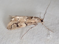 Noctueliopsis