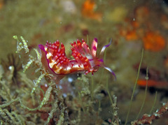 Coryphellina flamma