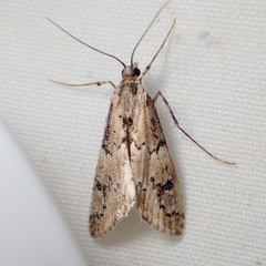Noctueliopsis