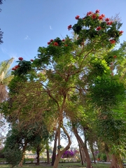 Spathodea campanulata